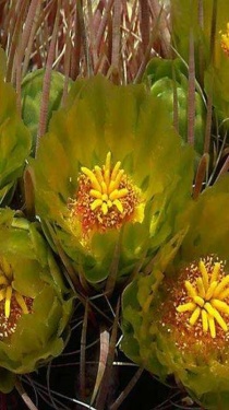 Flower picture